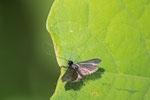 Langhornfalter, männl., Adela reaumurella
