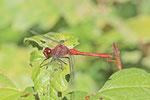 Blutrote Heidelibelle, männl., Sympetrum sanguineum