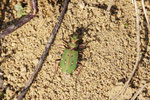 Feld - Sandlaufkäfer, Cicindela campestris