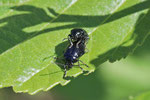 Blauer Erlenblattkäfer, Agelastica alni