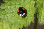 Asiatischer Marienkäfer, Harmonia axyridis