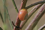 Bänderschnecke, Cepaea sp.