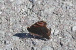 Tagpfauenauge, Aglais io