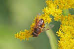 Mistbiene, männl., Eristalis tenax