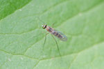 Langbeinfliege, Neurigona sp.