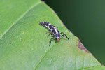 Vierzehnpunkt-Marienkäfer, Larve, Propylea quatuordecimpunctata