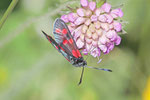 Sechsfleck-Widderchen, Zygaena filipendulae