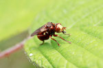 Gem. Breitstirn - Blasenkopffliege, Sicus cf. ferrugineus