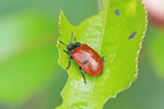 Pappelblattkäfer, Chrysomela populi