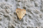 Seideneulchen, Rivula sericealis