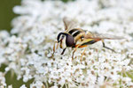 Gr. Sumpfschwebfliege, weibl. Helophilus trivittatus