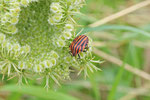 Streifenwanze, Graphosoma italicum