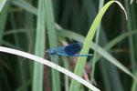 Gebänderte Prachtlibelle, männl., Calopteryx splendens