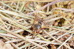 Igelfliege, Tachina cf. fera