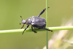 Purzelkäfer, Hoplia sp.