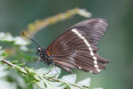 Blaugesteifter Schwalbenschwanz, Papilio nireus