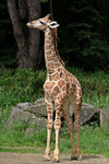 Angola - Giraffe
