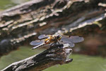 Vierfleck, Libellula quadrimaculata