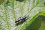 Grüner Scheinbockkäfer, männl., Oedemera nobilis