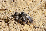 Weidensandbiene, Andrena vaga