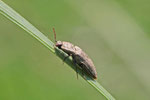 Mausgrauer Schnellkäfer, Agrypnus murinus