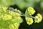 Hufeisen-Azurjungfer, männl., Coenagrion puella