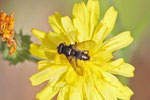Asselfliege, Rhinophoria lepida