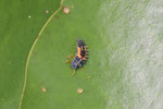Asiatischer Marienkäfer, Larve, Harmonia axyridis