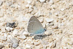 Rotklee-Bläuling, Cyaniris semiargus