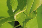 Raupe vom weißgrauen Breitflügelspanner, Agriopis leucophaearia