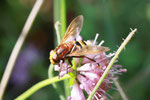 Hornissenschwebfliege, Volucella zonaria
