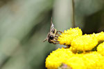 Sandbiene, männl., Andrena cf. denticulata