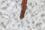 Raupe der Hausmutter, Noctua pronuba