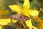 Purpurroter Zünsler, Pyrausta purpuralis