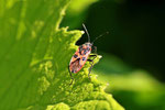 Zimtwanze, Corizus hyoscyami