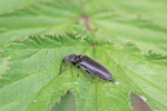 Schnellkäfer, Hemicrepidius sp.