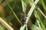 Geringelte Mordwanze, Rhynocoris annulatus