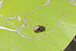 Seerosenblattkäfer, Galerucella nymphaeae