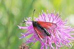 Widderchen, Zygaena purpuralis/minos