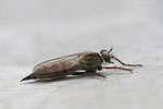 Raubfliege, Tolmerus sp.