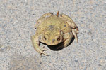 Erdkröte, Bufo bufo