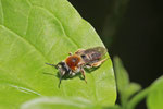 Rotschopfige Sandbiene, Andrena haemorrhoa