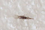 Ypsolopha scabrella