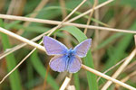 Gemeiner Bläuling, männl., Polyommatus icarus