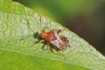 Hellbraune Glasflügelwanze, Rhopalus subrufus
