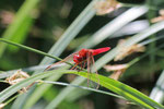 Feuerlibelle, männl., Crocothemis erythraea