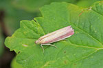 Rhabarberzünsler, Oncocera semirubella