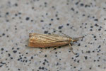Rispengraszünsler, Chrysoteuchia culmella