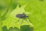 Haarmücke, weibl., Bibio leucopterus