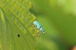 Seidiger Glanzrüssler, Polydrusus formosus